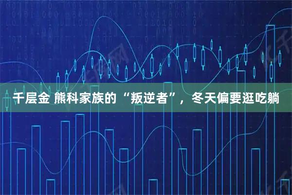千层金 熊科家族的 “叛逆者”，冬天偏要逛吃躺